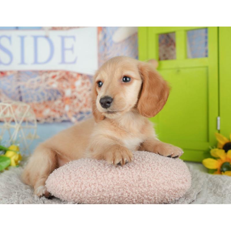 販売中の茨城県のミニチュアダックスフンド(ロングヘアード)-443492の6枚目