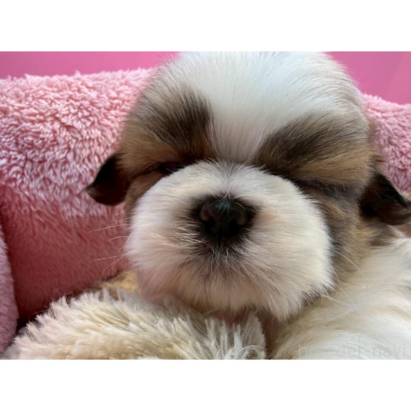 販売中の東京都のシーズー-443491の3枚目