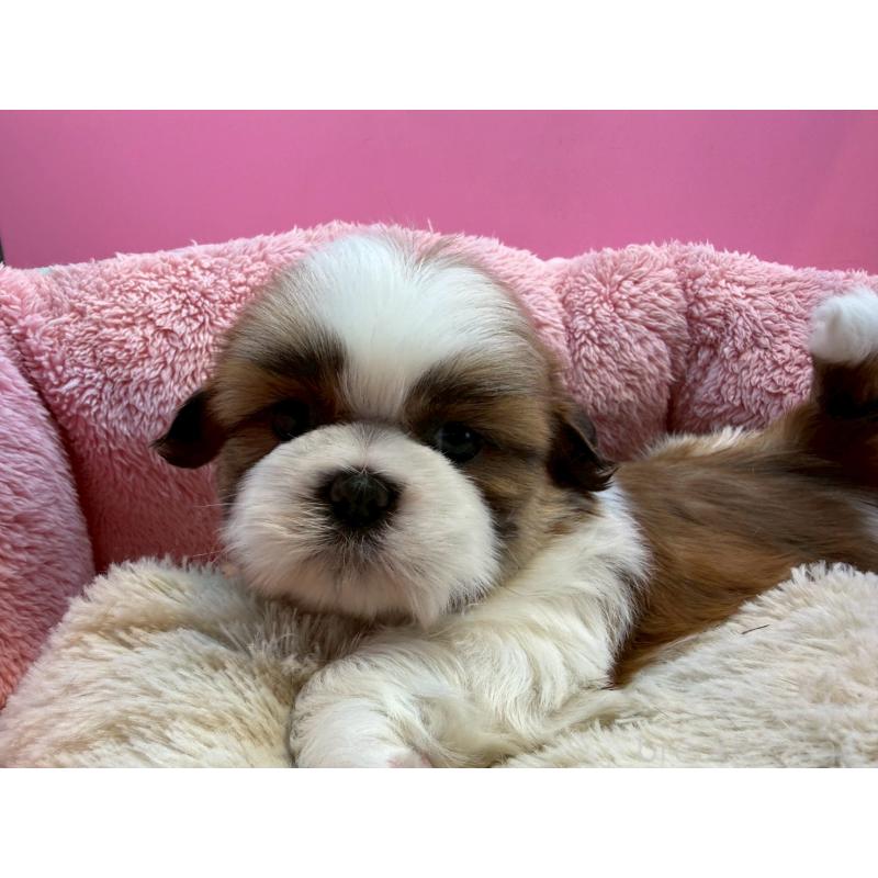 販売中の東京都のシーズー-443491