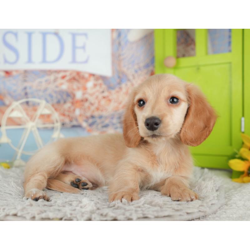 販売中の茨城県のミニチュアダックスフンド(ロングヘアード)-443492の5枚目