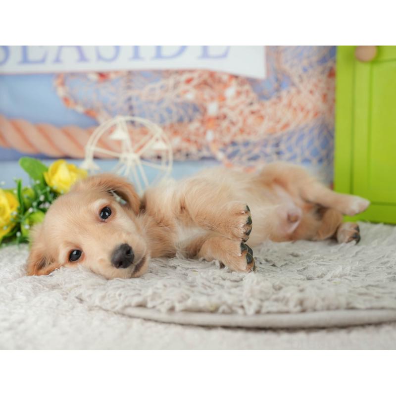 販売中の茨城県のミニチュアダックスフンド(ロングヘアード)-443492の4枚目