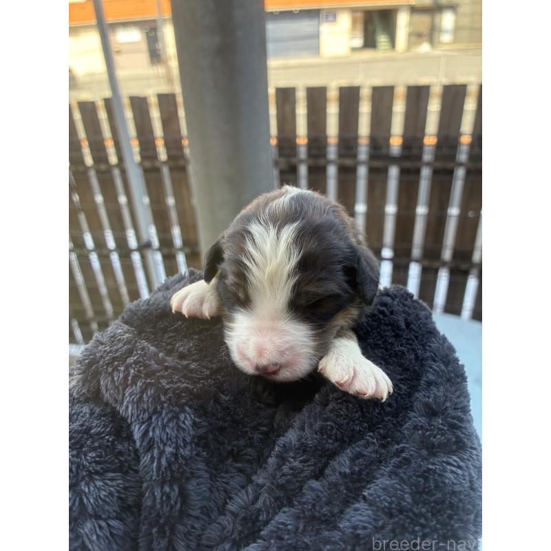 販売中の滋賀県のバーニードゥードル:バーニーズ×スタンダードプードル-443493の1枚目