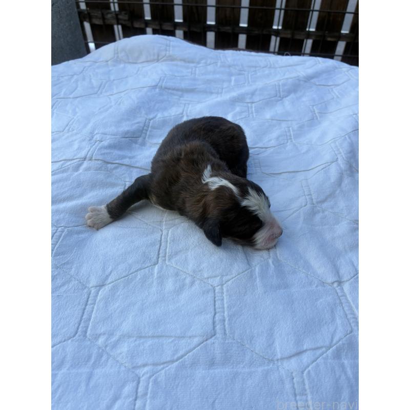 販売中の滋賀県のバーニードゥードル:バーニーズ×スタンダードプードル-443493の2枚目