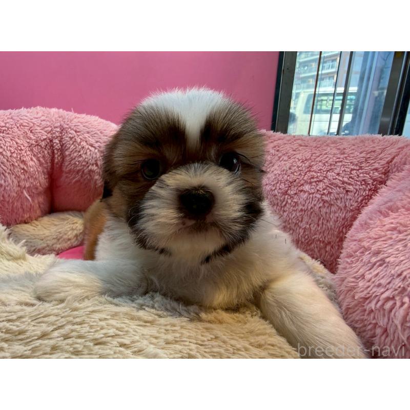 販売中の東京都のシーズー-443494の5枚目