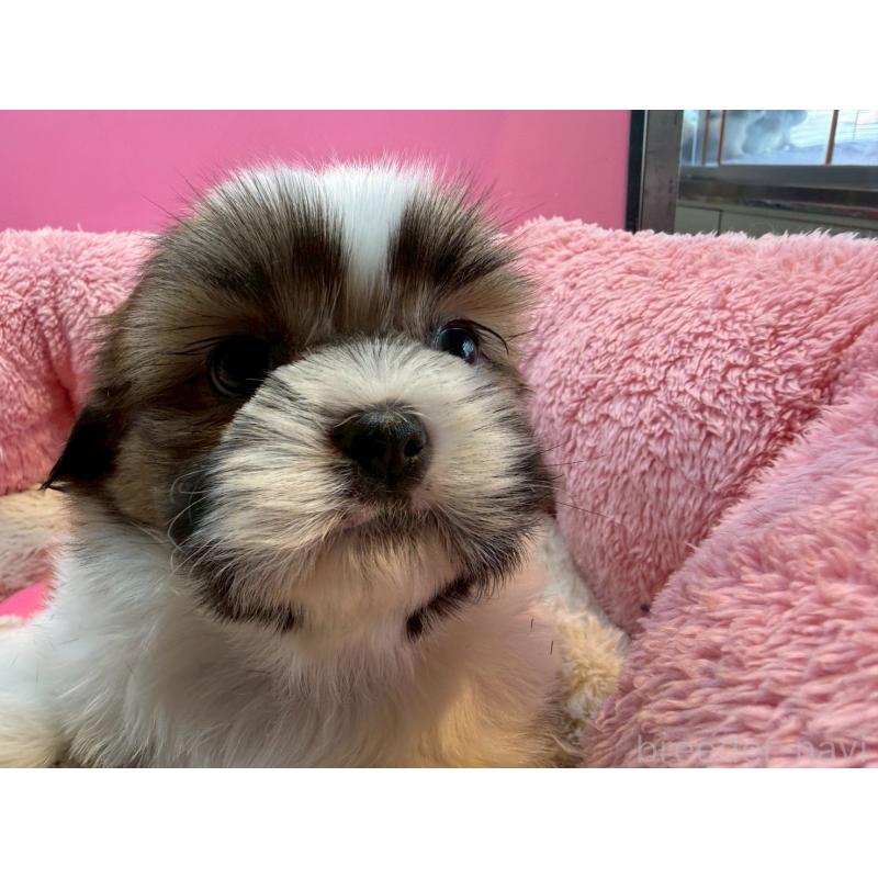 販売中の東京都のシーズー-443494の4枚目