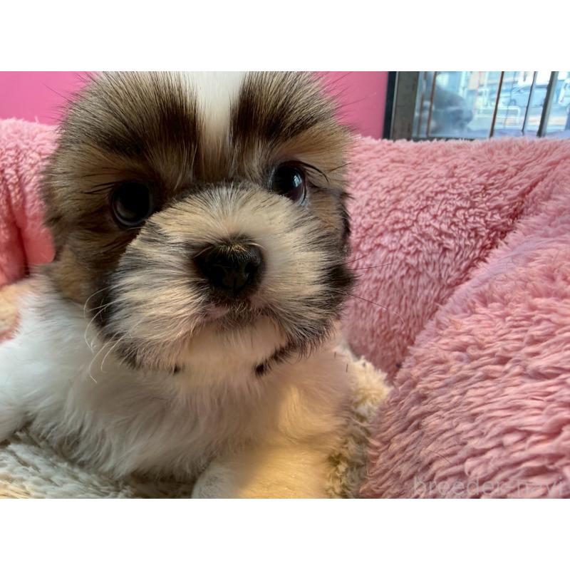 販売中の東京都のシーズー-443494の3枚目