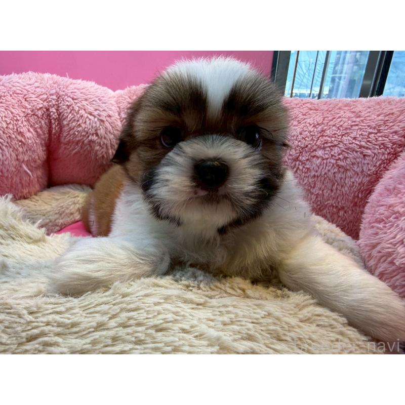 販売中の東京都のシーズー-443494の2枚目