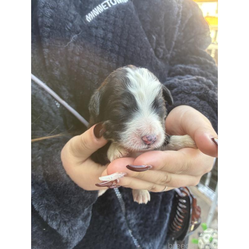 販売中の滋賀県のバーニードゥードル:バーニーズ×スタンダードプードル-443495の5枚目