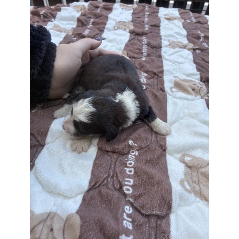 販売中の滋賀県のバーニードゥードル:バーニーズ×スタンダードプードル-443495の3枚目