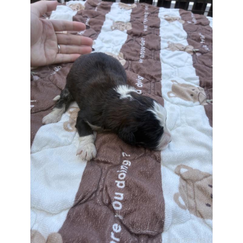 販売中の滋賀県のバーニードゥードル:バーニーズ×スタンダードプードル-443495の2枚目