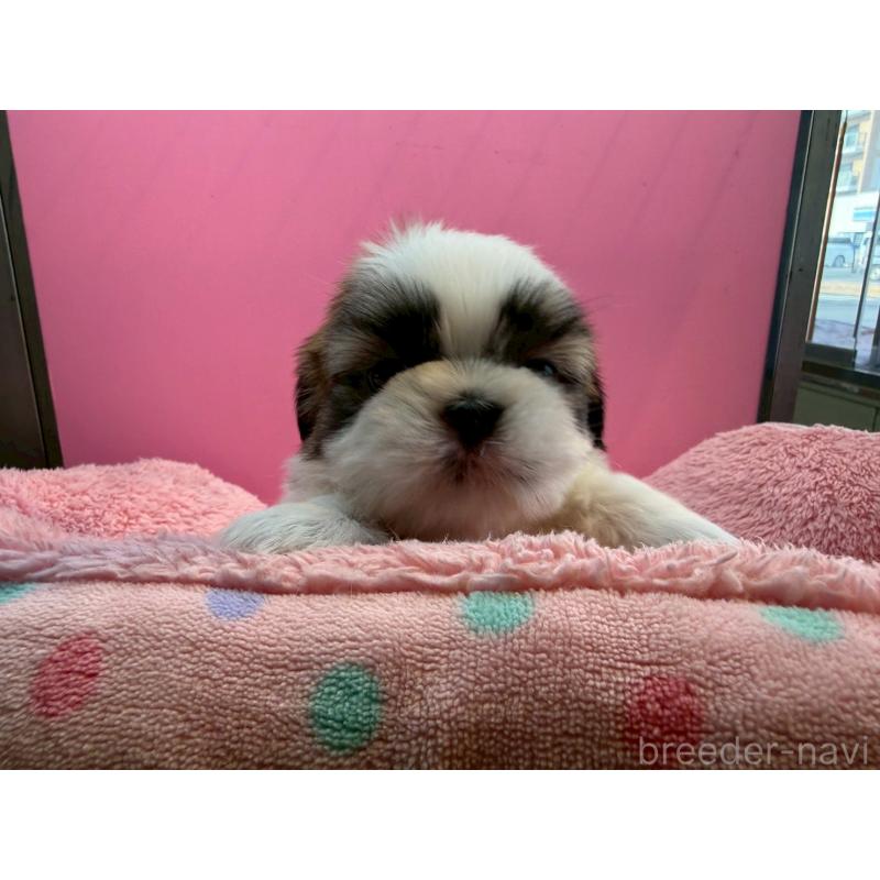 販売中の東京都のシーズー-443496の7枚目