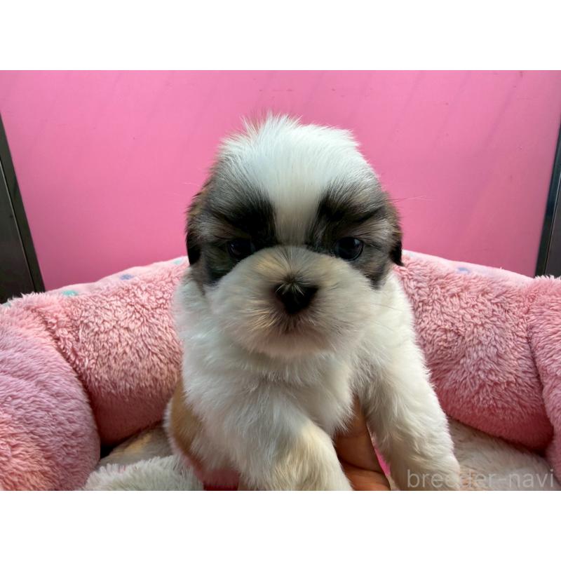 販売中の東京都のシーズー-443496の6枚目