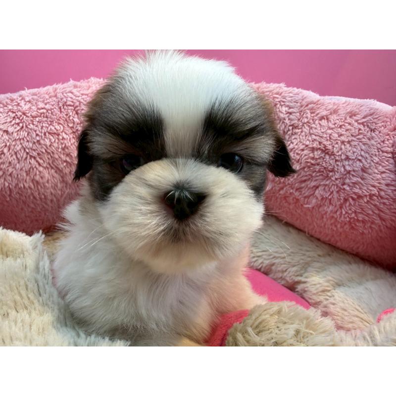 販売中の東京都のシーズー-443496の4枚目