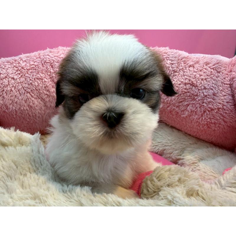 販売中の東京都のシーズー-443496の3枚目