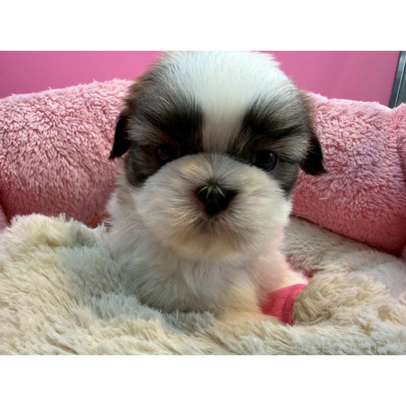 販売中の東京都のシーズー-443496