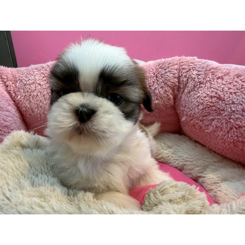 販売中の東京都のシーズー-443496の2枚目