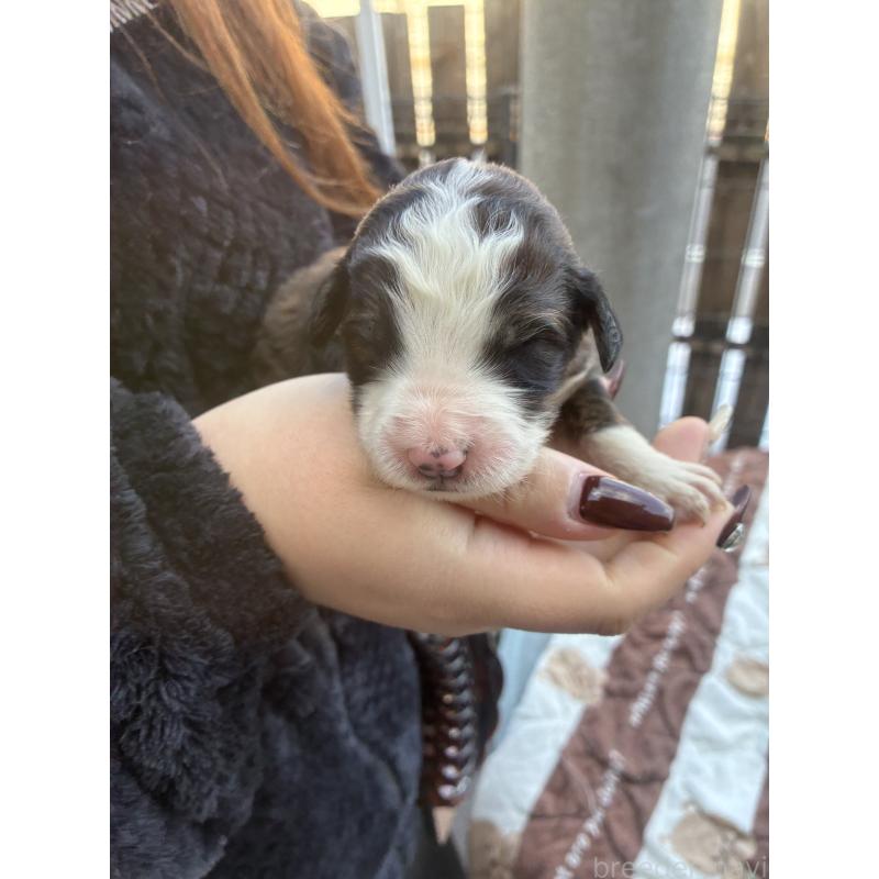 販売中の滋賀県のバーニードゥードル:バーニーズ×スタンダードプードル-443499