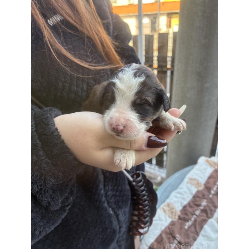 販売中の滋賀県のバーニードゥードル:バーニーズ×スタンダードプードル-443499の4枚目