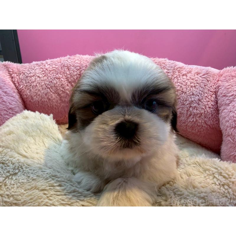 販売中の東京都のシーズー-443498の1枚目