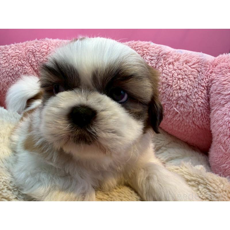 販売中の東京都のシーズー-443498の7枚目