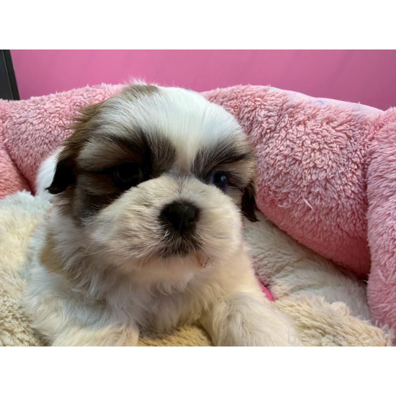 販売中の東京都のシーズー-443498の6枚目