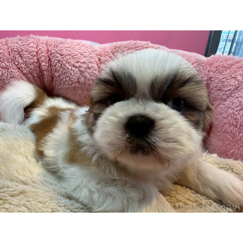 販売中の東京都のシーズー-443498の5枚目