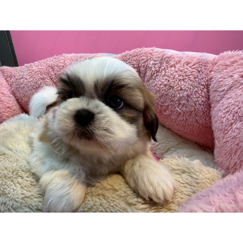 販売中の東京都のシーズー-443498の4枚目