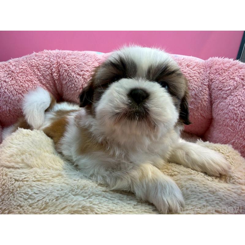 販売中の東京都のシーズー-443498の2枚目