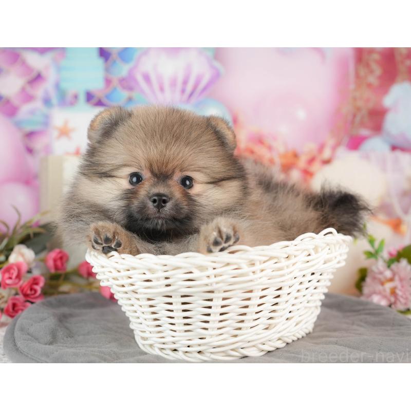 販売中の茨城県のポメラニアン-443500の9枚目