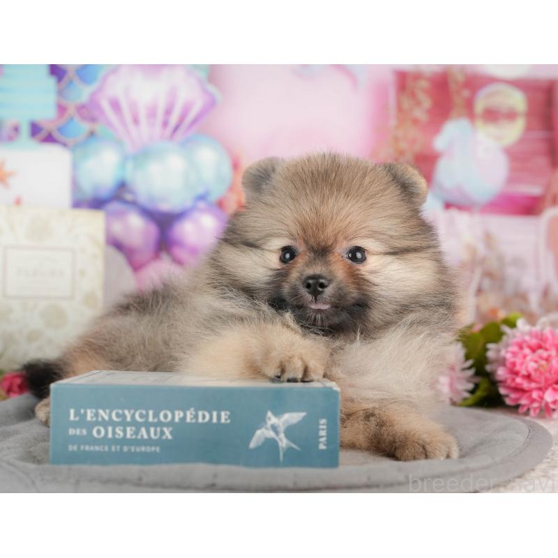 販売中の茨城県のポメラニアン-443500の7枚目