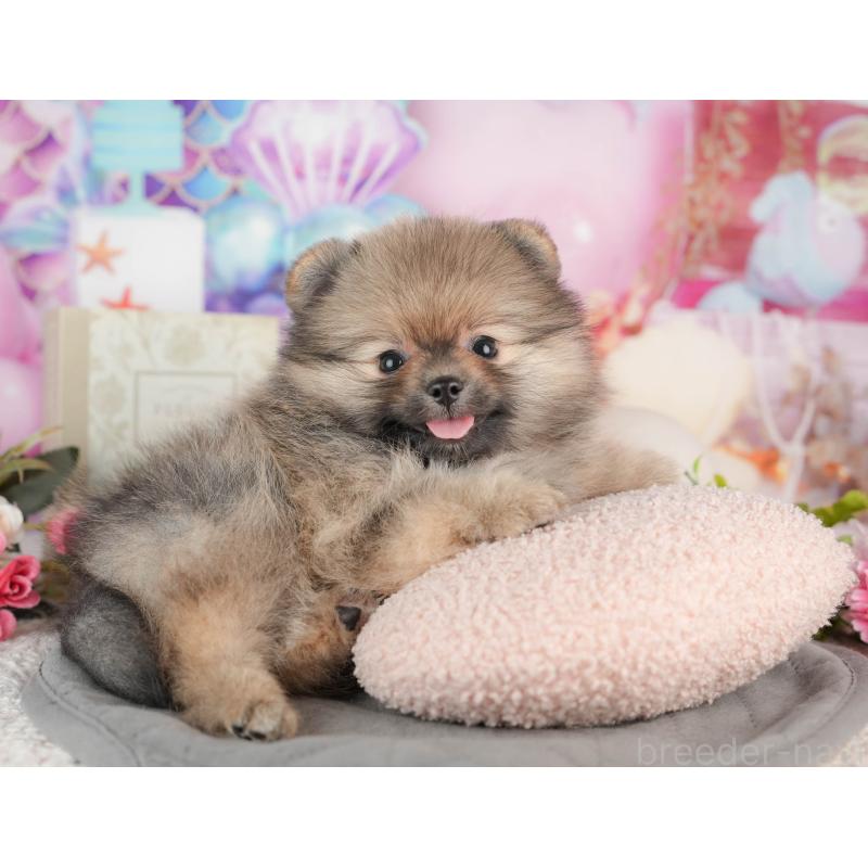 販売中の茨城県のポメラニアン-443500の6枚目