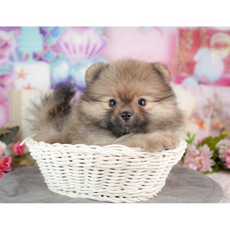 販売中の茨城県のポメラニアン-443500の5枚目