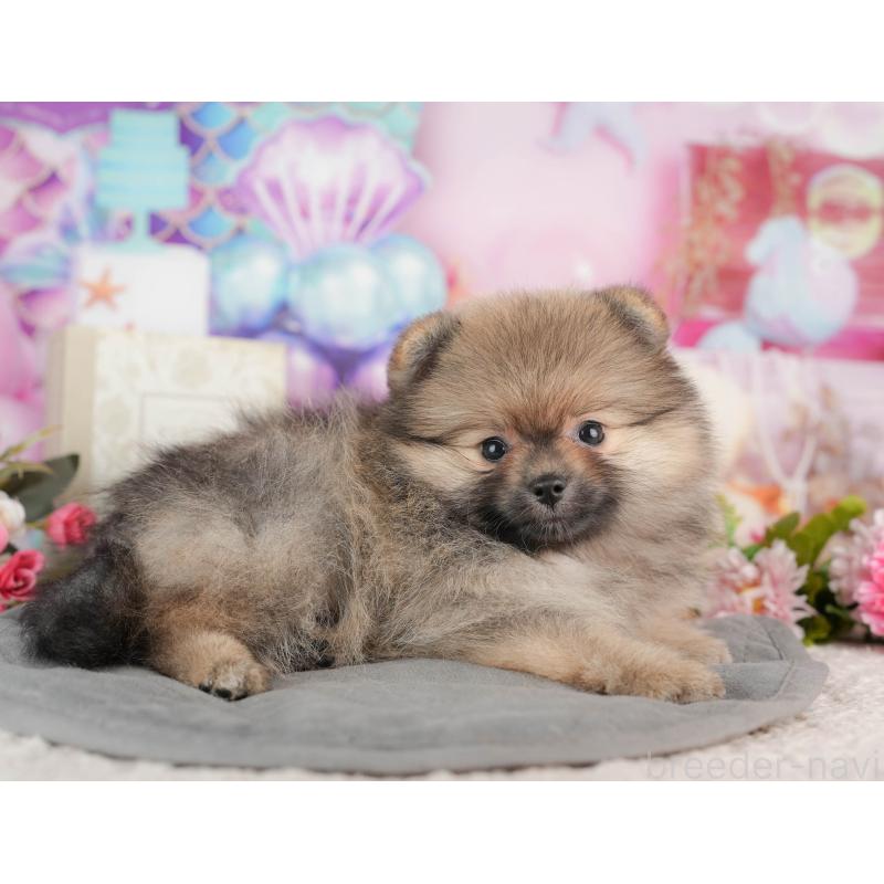 販売中の茨城県のポメラニアン-443500の4枚目