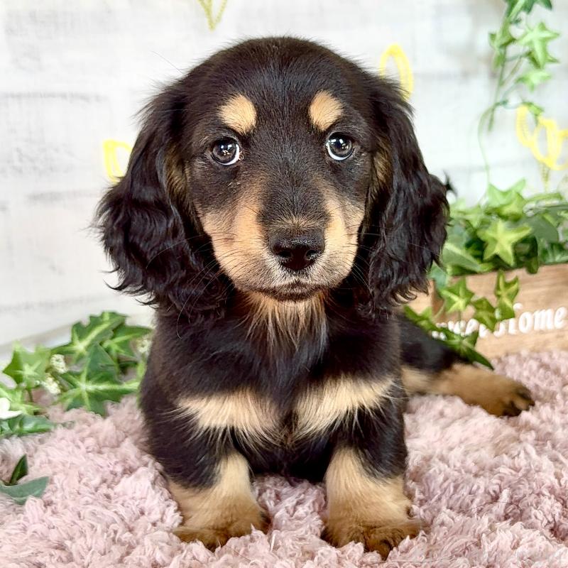 販売中の埼玉県のミニチュアダックスフンド(ロングヘアード)-440909の9枚目