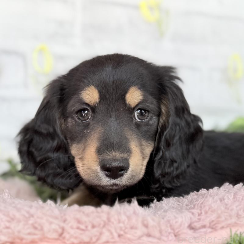 販売中の埼玉県のミニチュアダックスフンド(ロングヘアード)-440909の8枚目