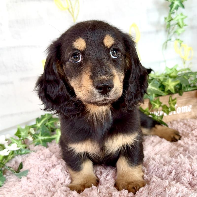 販売中の埼玉県のミニチュアダックスフンド(ロングヘアード)-440909