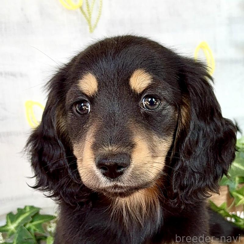 販売中の埼玉県のミニチュアダックスフンド(ロングヘアード)-440909の6枚目