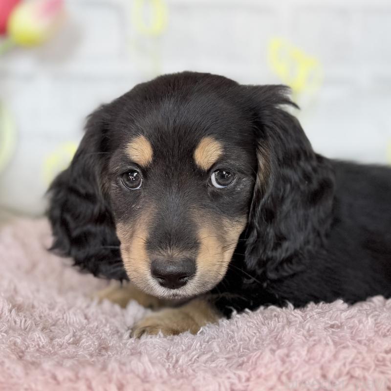 販売中の埼玉県のミニチュアダックスフンド(ロングヘアード)-440909の5枚目