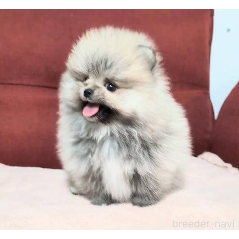 販売中の愛知県のポメラニアン-443501の8枚目