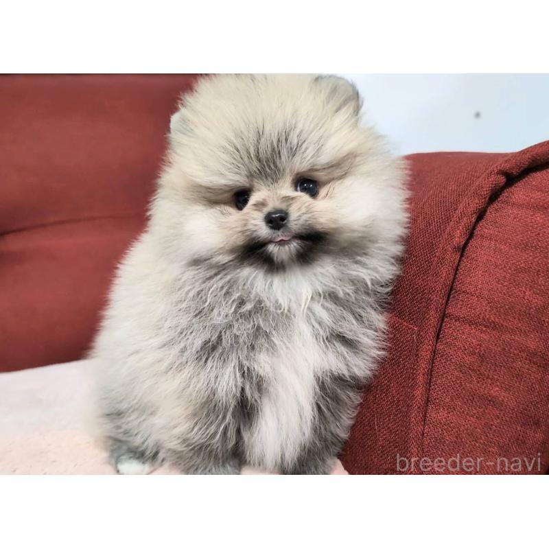 販売中の愛知県のポメラニアン-443501の7枚目