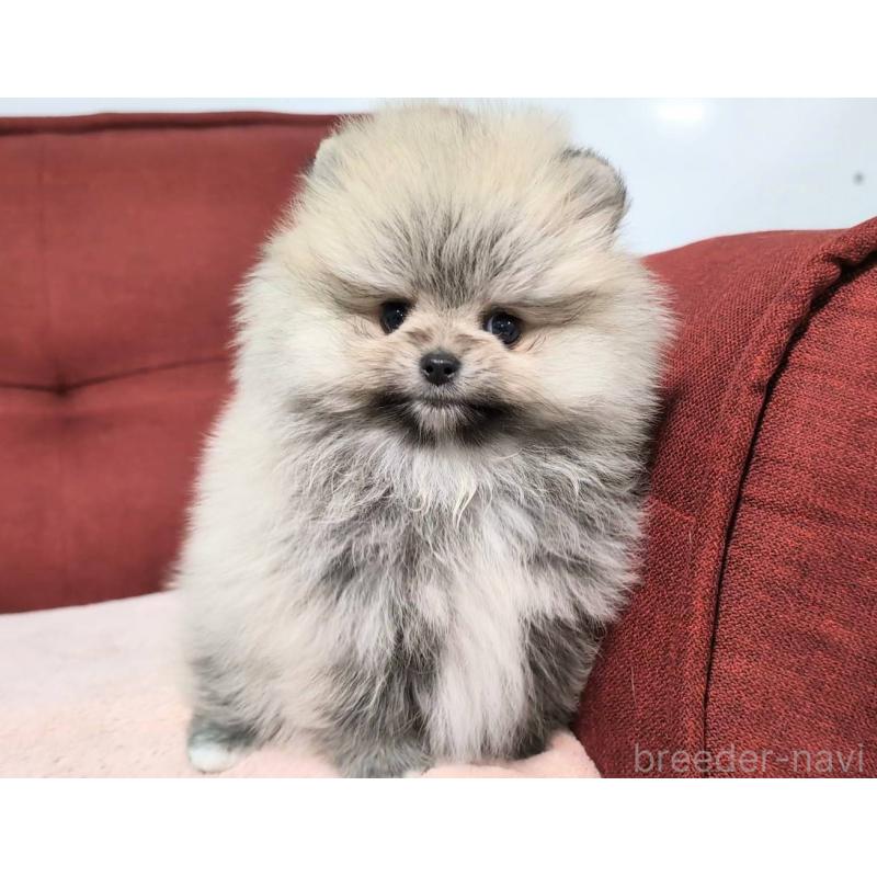 販売中の愛知県のポメラニアン-443501の6枚目