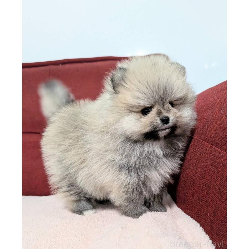 販売中の愛知県のポメラニアン-443501の5枚目