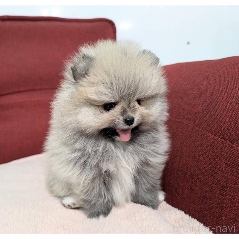 販売中の愛知県のポメラニアン-443501の1枚目