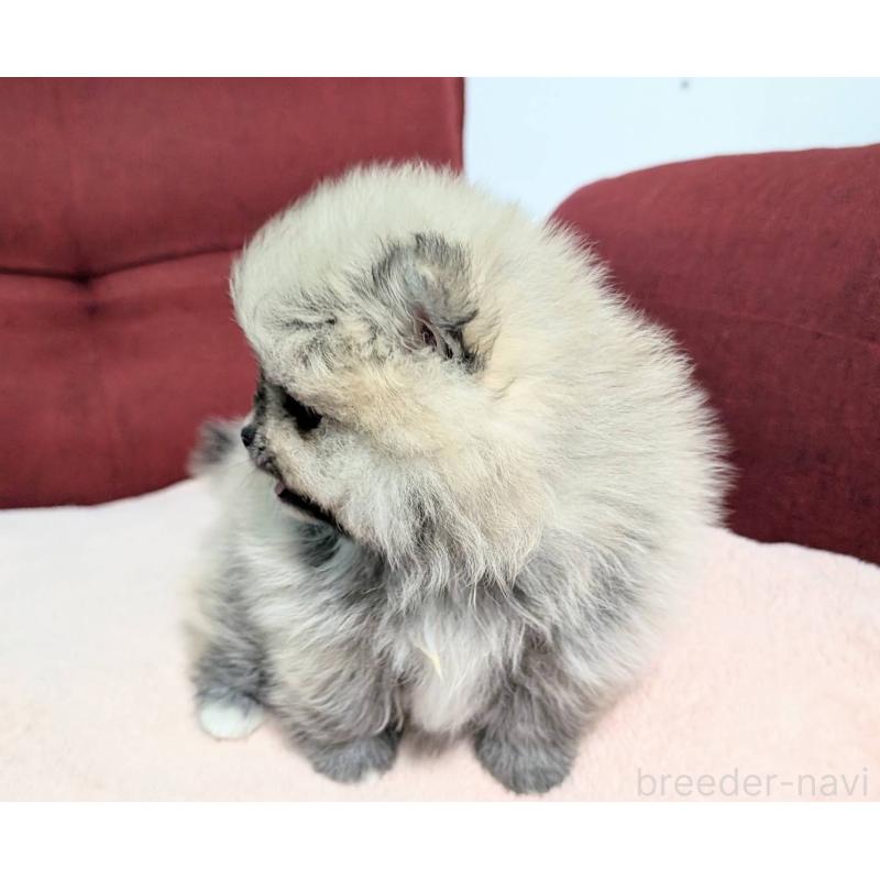 販売中の愛知県のポメラニアン-443501の4枚目