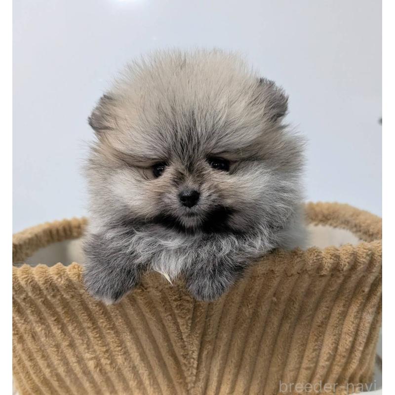 販売中の愛知県のポメラニアン-443501の3枚目