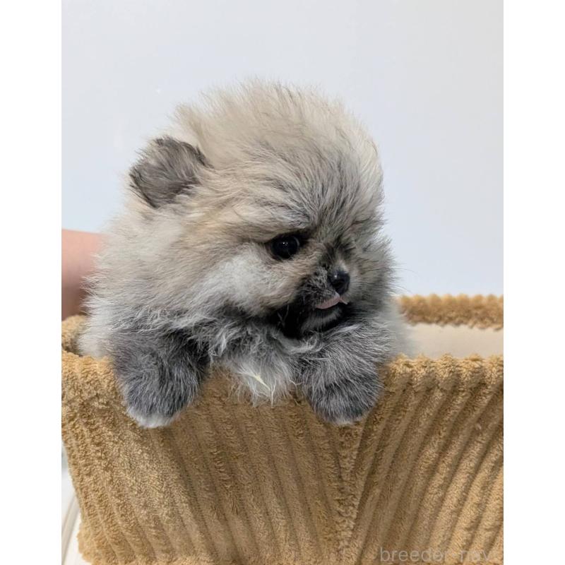 販売中の愛知県のポメラニアン-443501の2枚目