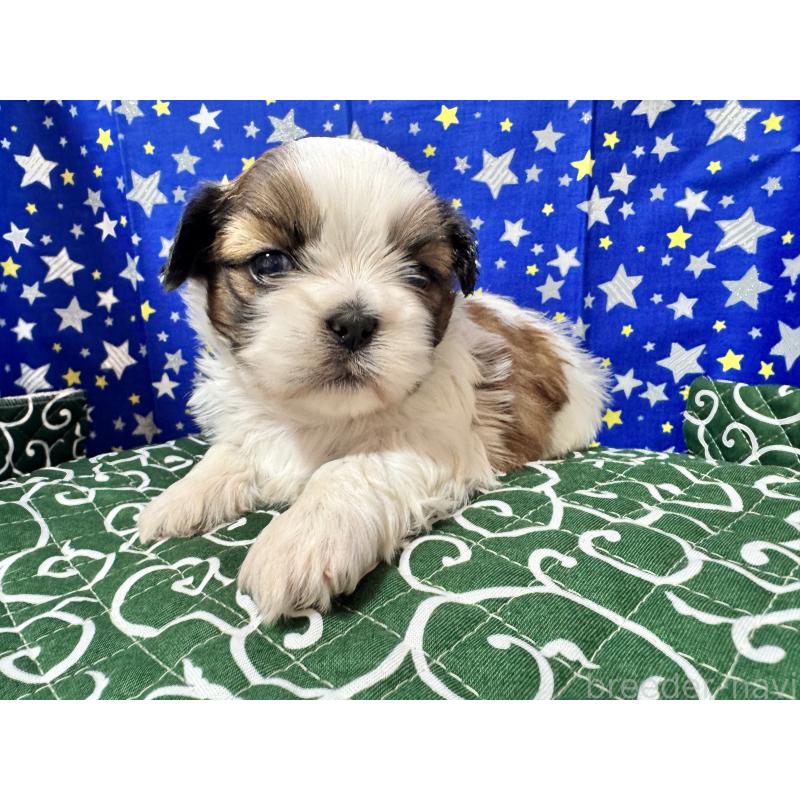 販売中の茨城県のシーズー-443503の4枚目