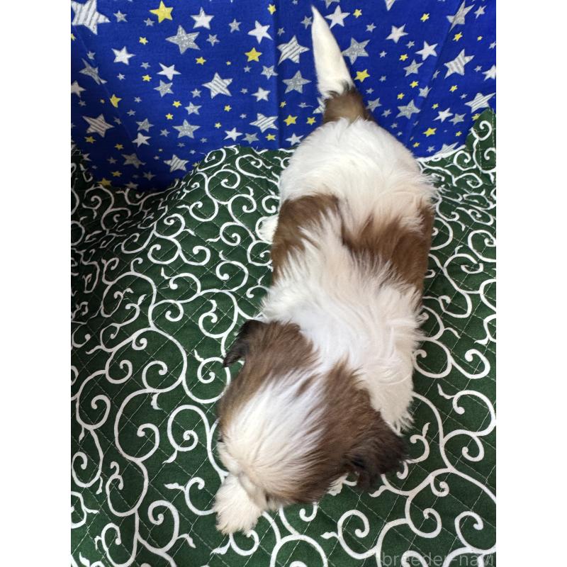 販売中の茨城県のシーズー-443503の3枚目