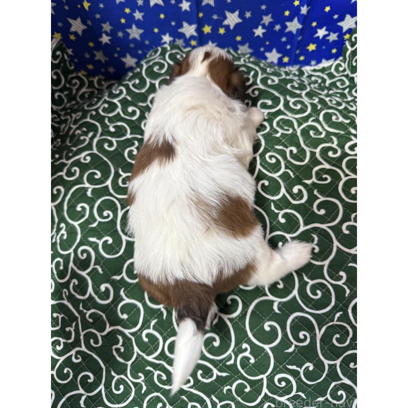 販売中の茨城県のシーズー-443504の5枚目