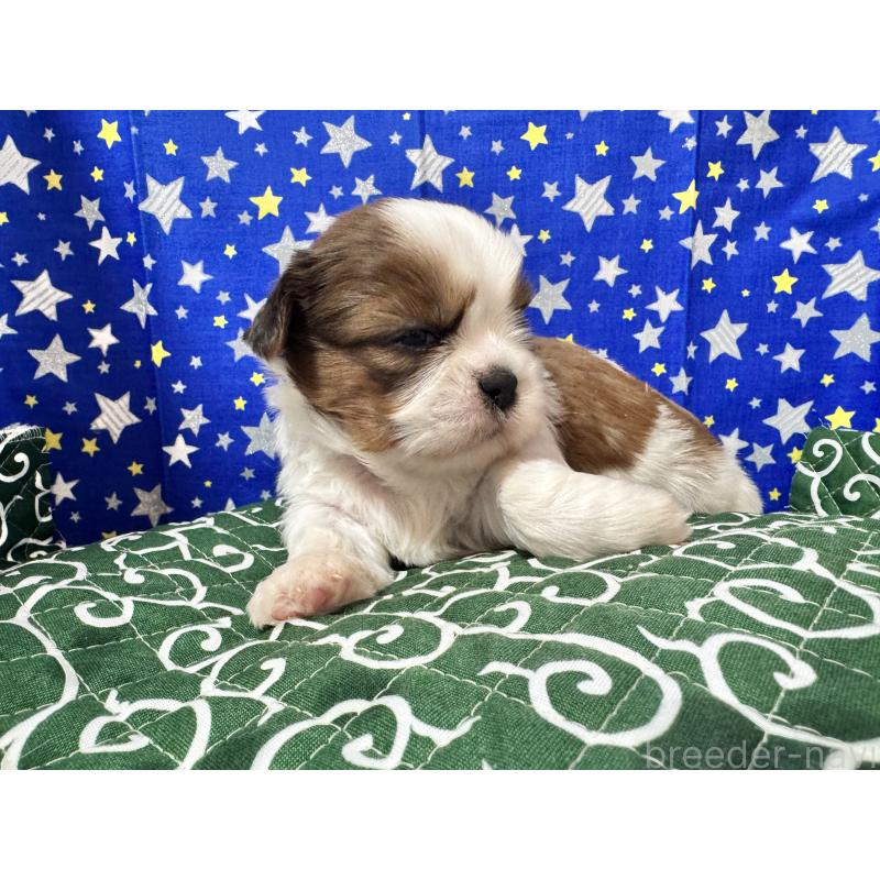 販売中の茨城県のシーズー-443506の5枚目